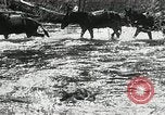 Image of Government workers plant trees Yacolt Washington USA, 1934, second 11 stock footage video 65675023133