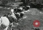 Image of Government workers plant trees Yacolt Washington USA, 1934, second 19 stock footage video 65675023133