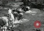 Image of Government workers plant trees Yacolt Washington USA, 1934, second 20 stock footage video 65675023133