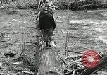 Image of Government workers plant trees Yacolt Washington USA, 1934, second 25 stock footage video 65675023133