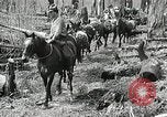 Image of Government workers plant trees Yacolt Washington USA, 1934, second 28 stock footage video 65675023133