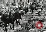 Image of Government workers plant trees Yacolt Washington USA, 1934, second 29 stock footage video 65675023133
