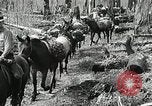 Image of Government workers plant trees Yacolt Washington USA, 1934, second 30 stock footage video 65675023133