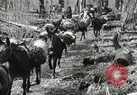 Image of Government workers plant trees Yacolt Washington USA, 1934, second 31 stock footage video 65675023133