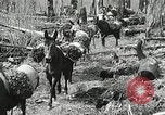 Image of Government workers plant trees Yacolt Washington USA, 1934, second 32 stock footage video 65675023133