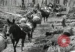 Image of Government workers plant trees Yacolt Washington USA, 1934, second 33 stock footage video 65675023133