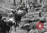 Image of Government workers plant trees Yacolt Washington USA, 1934, second 34 stock footage video 65675023133