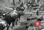 Image of Government workers plant trees Yacolt Washington USA, 1934, second 35 stock footage video 65675023133