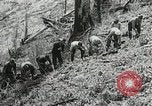 Image of Government workers plant trees Yacolt Washington USA, 1934, second 36 stock footage video 65675023133