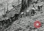 Image of Government workers plant trees Yacolt Washington USA, 1934, second 37 stock footage video 65675023133