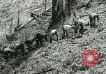 Image of Government workers plant trees Yacolt Washington USA, 1934, second 38 stock footage video 65675023133