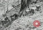 Image of Government workers plant trees Yacolt Washington USA, 1934, second 39 stock footage video 65675023133