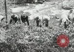 Image of Government workers plant trees Yacolt Washington USA, 1934, second 40 stock footage video 65675023133
