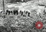Image of Government workers plant trees Yacolt Washington USA, 1934, second 41 stock footage video 65675023133