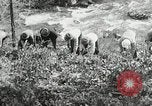 Image of Government workers plant trees Yacolt Washington USA, 1934, second 42 stock footage video 65675023133