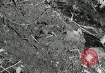 Image of Government workers plant trees Yacolt Washington USA, 1934, second 43 stock footage video 65675023133