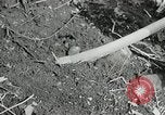 Image of Government workers plant trees Yacolt Washington USA, 1934, second 44 stock footage video 65675023133