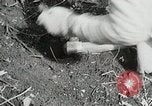 Image of Government workers plant trees Yacolt Washington USA, 1934, second 46 stock footage video 65675023133