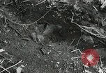 Image of Government workers plant trees Yacolt Washington USA, 1934, second 52 stock footage video 65675023133