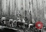Image of Government workers plant trees Yacolt Washington USA, 1934, second 59 stock footage video 65675023133