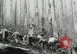 Image of Government workers plant trees Yacolt Washington USA, 1934, second 60 stock footage video 65675023133