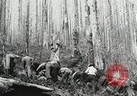 Image of Government workers plant trees Yacolt Washington USA, 1934, second 61 stock footage video 65675023133