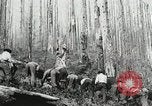 Image of Government workers plant trees Yacolt Washington USA, 1934, second 62 stock footage video 65675023133