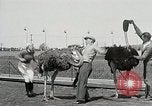 Image Ostrich race El Cerrito California USA, 1934, de la seconde 15 séquences d'archives historiques vidéo 65675023137