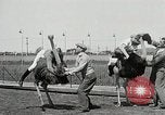 Image Ostrich race El Cerrito California USA, 1934, de la seconde 16 séquences d'archives historiques vidéo 65675023137