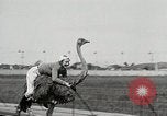 Image Ostrich race El Cerrito California USA, 1934, de la seconde 21 séquences d'archives historiques vidéo 65675023137