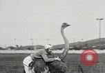 Image Ostrich race El Cerrito California USA, 1934, de la seconde 22 séquences d'archives historiques vidéo 65675023137