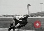 Image Ostrich race El Cerrito California USA, 1934, de la seconde 23 séquences d'archives historiques vidéo 65675023137