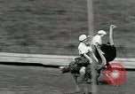 Image Ostrich race El Cerrito California USA, 1934, de la seconde 32 séquences d'archives historiques vidéo 65675023137