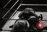 Immagine di Match Wrestling Richmond Virginia USA, 1938, secondo 49 filmato di repertorio 65675023168