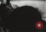 Immagine di Peter Levine rapito New Rochelle New York USA, 1938, secondo 40 filmato di repertorio 65675023169