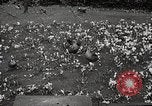 Standbild Spring Time London England Vereinigtes Königreich, 1938, aus Sekunde 29 historischem Filmmaterial Videoclip 65675023175