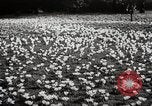 Standbild Spring Time London England Vereinigtes Königreich, 1938, aus Sekunde 37 historischem Filmmaterial Videoclip 65675023175