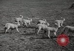 Standbild Spring Time London England Vereinigtes Königreich, 1938, aus Sekunde 39 historischem Filmmaterial Videoclip 65675023175