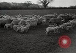 Standbild Spring Time London England Vereinigtes Königreich, 1938, aus Sekunde 43 historischem Filmmaterial Videoclip 65675023175