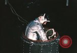 Immagine di Astronauta Virgil Grissom United States USA, 1960, secondo 55 filmato di repertorio 65675023294