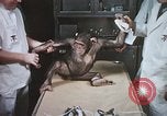 Image chimpanzé pour vaisseaux spatiaux testing United States USA, 1960, de la seconde 24 séquences d'archives historiques vidéo 65675023323