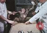 Image chimpanzé pour vaisseaux spatiaux testing United States USA, 1960, de la seconde 25 séquences d'archives historiques vidéo 65675023323
