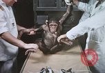 Image chimpanzé pour vaisseaux spatiaux testing United States USA, 1960, de la seconde 26 séquences d'archives historiques vidéo 65675023323