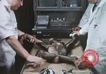 Image chimpanzé pour vaisseaux spatiaux testing United States USA, 1960, de la seconde 27 séquences d'archives historiques vidéo 65675023323