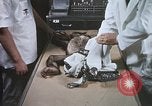 Image chimpanzé pour vaisseaux spatiaux testing United States USA, 1960, de la seconde 36 séquences d'archives historiques vidéo 65675023323