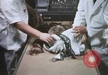 Image chimpanzé pour vaisseaux spatiaux testing United States USA, 1960, de la seconde 37 séquences d'archives historiques vidéo 65675023323