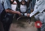 Image of Chimpanzee for spacecraft testing United States USA, 1960, second 14 stock footage video 65675023324