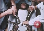 Image of Chimpanzee for spacecraft testing United States USA, 1960, second 35 stock footage video 65675023324