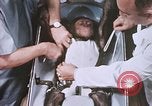 Image of Chimpanzee for spacecraft testing United States USA, 1960, second 44 stock footage video 65675023324