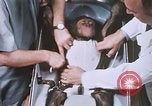 Image of Chimpanzee for spacecraft testing United States USA, 1960, second 45 stock footage video 65675023324
